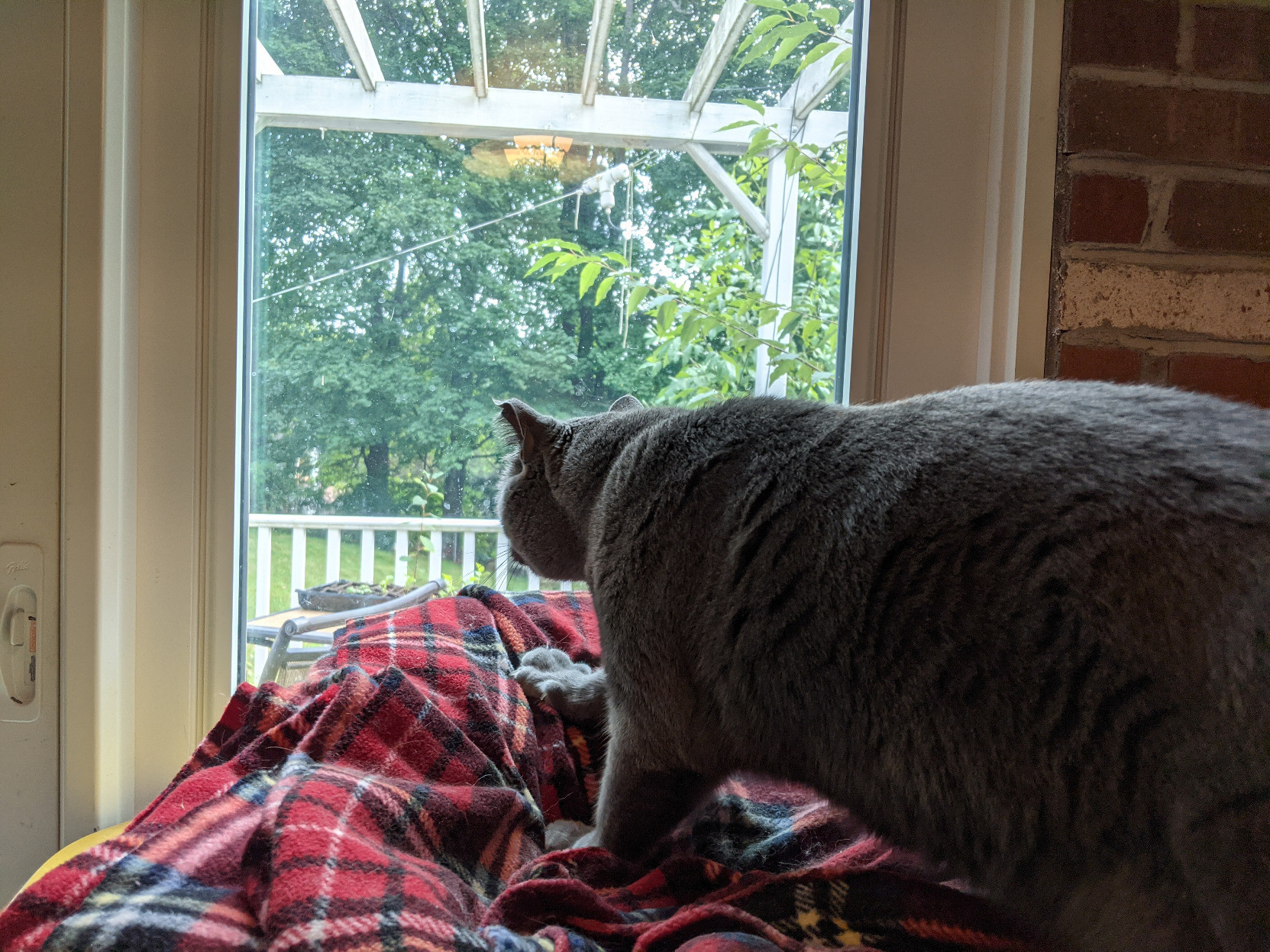 A gray cat walking on a flanel-covered pillow near a glass door, looking outside at my back yard.