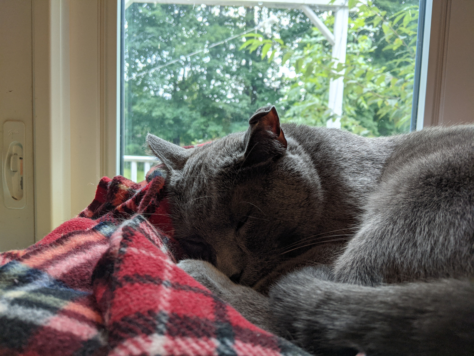A gray cat curled up on a red flannel-covered pillow in front of a window overlooking my back yard.