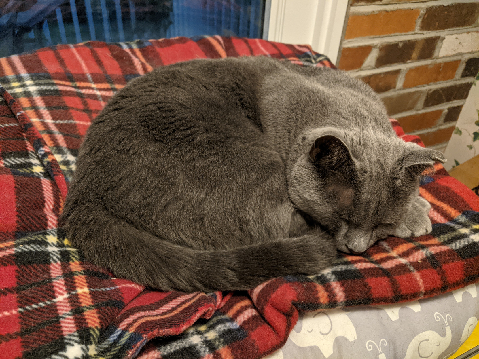 A gray cat curled up on a red flannel blanket folded on a pillow, with part of a window overlooking a back yard deck in the background.